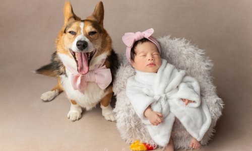 Newborn Photography Blog | Blossom Brook Studio 576 Natural Newborn Photography of a sleeping newborn baby wrapped in soft white fabric beside a happy corgi wearing a bow, captured in a warm studio setting.